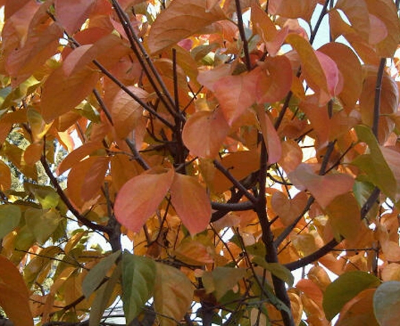 Persimmons leaves